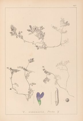 Herbier de la flore française Pl.0451