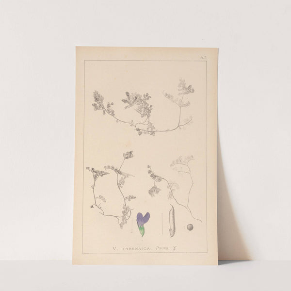 Herbier de la flore française Pl.0451 by Louis Antoine Cusin