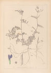 Herbier de la flore française Pl.0452