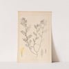 Herbier de la flore française Pl.0454 by Louis Antoine Cusin
