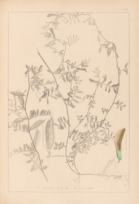 Herbier de la flore française Pl.0455