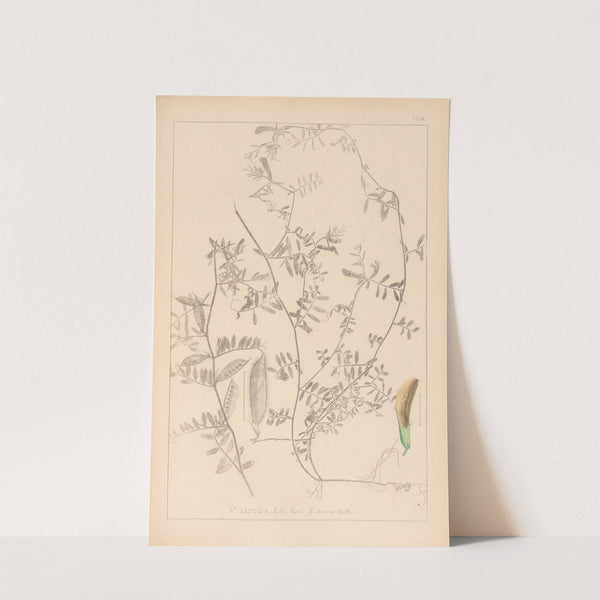 Herbier de la flore française Pl.0455 by Louis Antoine Cusin