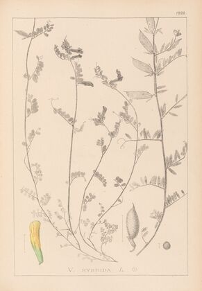 Herbier de la flore française Pl.0456