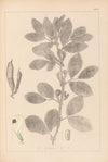 Herbier de la flore française Pl.0457
