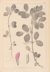 Herbier de la flore française Pl.0458