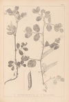Herbier de la flore française Pl.0459