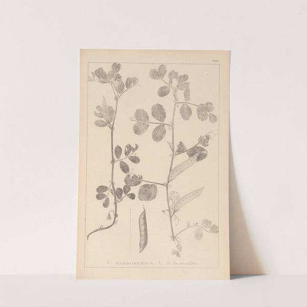 Herbier de la flore française Pl.0459 (1867-1876) by Louis Antoine Cusin