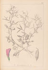 Herbier de la flore française Pl.0460