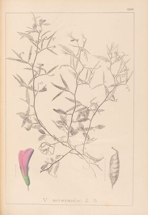 Herbier de la flore française Pl.0460