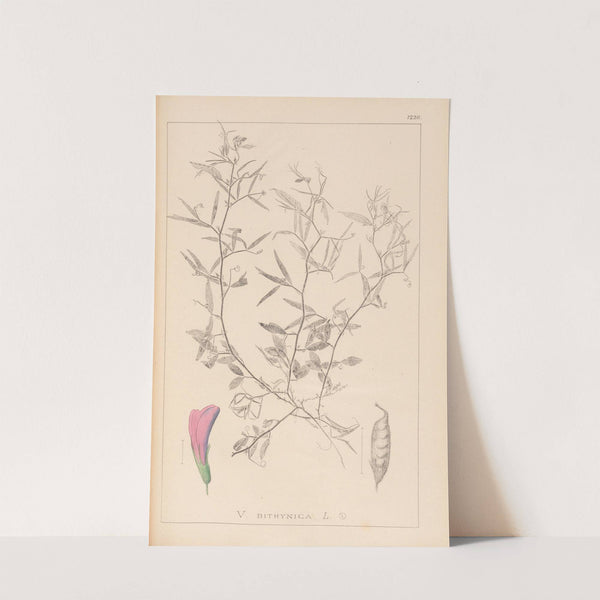 Herbier de la flore française Pl.0460 (1867-1876) by Louis Antoine Cusin