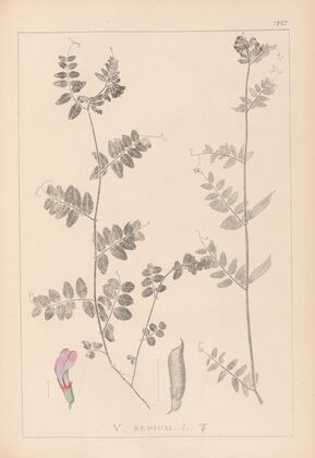 Herbier de la flore française Pl.0461