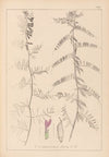 Herbier de la flore française Pl.0462