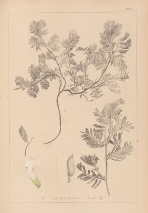 Herbier de la flore française Pl.0463