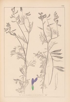 Herbier de la flore française Pl.0464