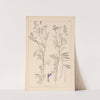 Herbier de la flore française Pl.0464 (1867-1876) by Louis Antoine Cusin