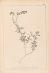 Herbier de la flore française Pl.0465