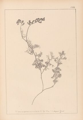Herbier de la flore française Pl.0465