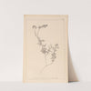 Herbier de la flore française Pl.0465 (1867-1876) by Louis Antoine Cusin