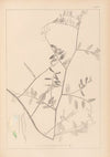 Herbier de la flore française Pl.0466
