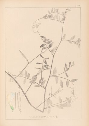 Herbier de la flore française Pl.0466