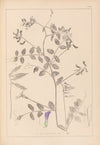 Herbier de la flore française Pl.0467