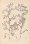 Herbier de la flore française Pl.0470