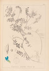 Herbier de la flore française Pl.0472