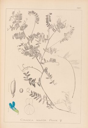 Herbier de la flore française Pl.0472