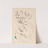Herbier de la flore française Pl.0472 by Louis Antoine Cusin