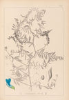 Herbier de la flore française Pl.0473