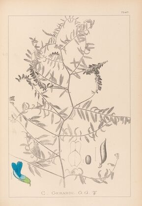 Herbier de la flore française Pl.0473