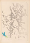 Herbier de la flore française Pl.0474