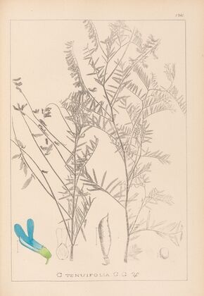 Herbier de la flore française Pl.0474