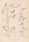 Herbier de la flore française Pl.0475