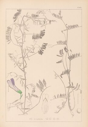 Herbier de la flore française Pl.0475