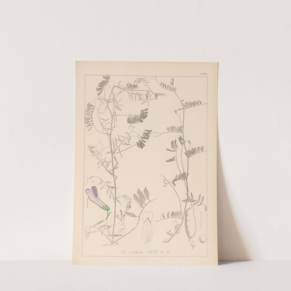 Herbier de la flore française Pl.0475 by Louis Antoine Cusin