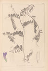 Herbier de la flore française Pl.0476