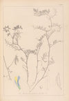 Herbier de la flore française Pl.0477