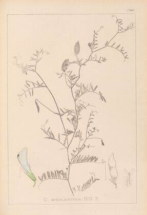 Herbier de la flore française Pl.0479