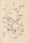 Herbier de la flore française Pl.0480