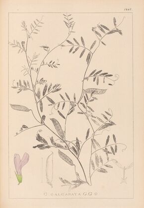 Herbier de la flore française Pl.0480