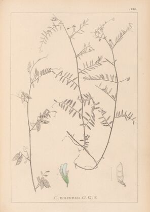 Herbier de la flore française Pl.0481