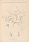 Herbier de la flore française Pl.0483