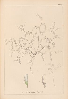 Herbier de la flore française Pl.0483