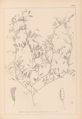 Herbier de la flore française Pl.0484