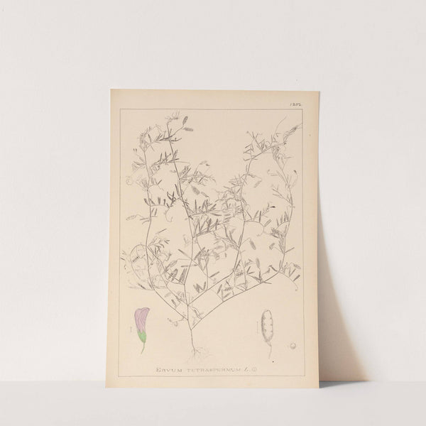 Herbier de la flore française Pl.0484 (1867-1876) by Louis Antoine Cusin