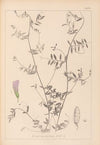 Herbier de la flore française Pl.0485