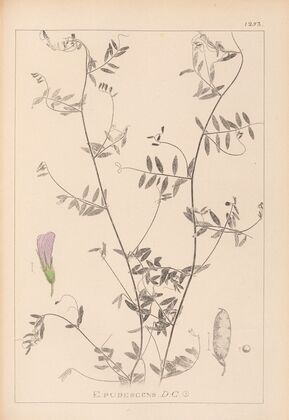 Herbier de la flore française Pl.0485