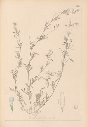 Herbier de la flore française Pl.0486