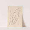 Herbier de la flore française Pl.0486 by Louis Antoine Cusin